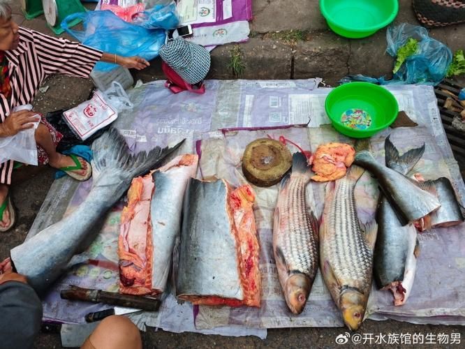 七紋巨鯉魚，白玉紅龍魚的最佳飼養溫度是多少白玉紅龍魚最佳飼養溫度是多少