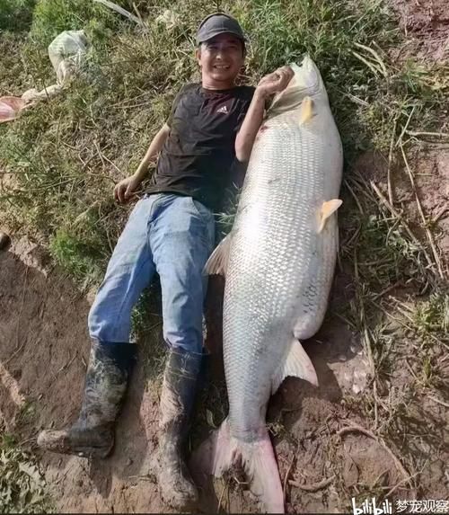 七紋巨鯉魚，白玉紅龍魚的最佳飼養溫度是多少白玉紅龍魚最佳飼養溫度是多少