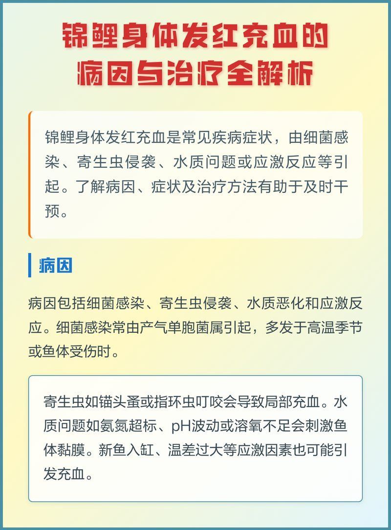 錦鯉充血如何治療最有效，錦鯉充血最快恢復方法