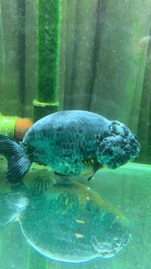 如何預防觀賞魚長白霜,如何預防觀賞魚身上長白霜 龍魚百科 第3張 如何預防觀賞魚長白霜,如何預防觀賞魚身上長白霜 如何預防觀賞魚長白霜,如何預防觀賞魚身上長白霜 龍魚百科 第3張