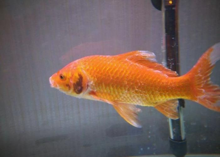 如何預防觀賞魚長白霜，如何預防觀賞魚身上長白霜
