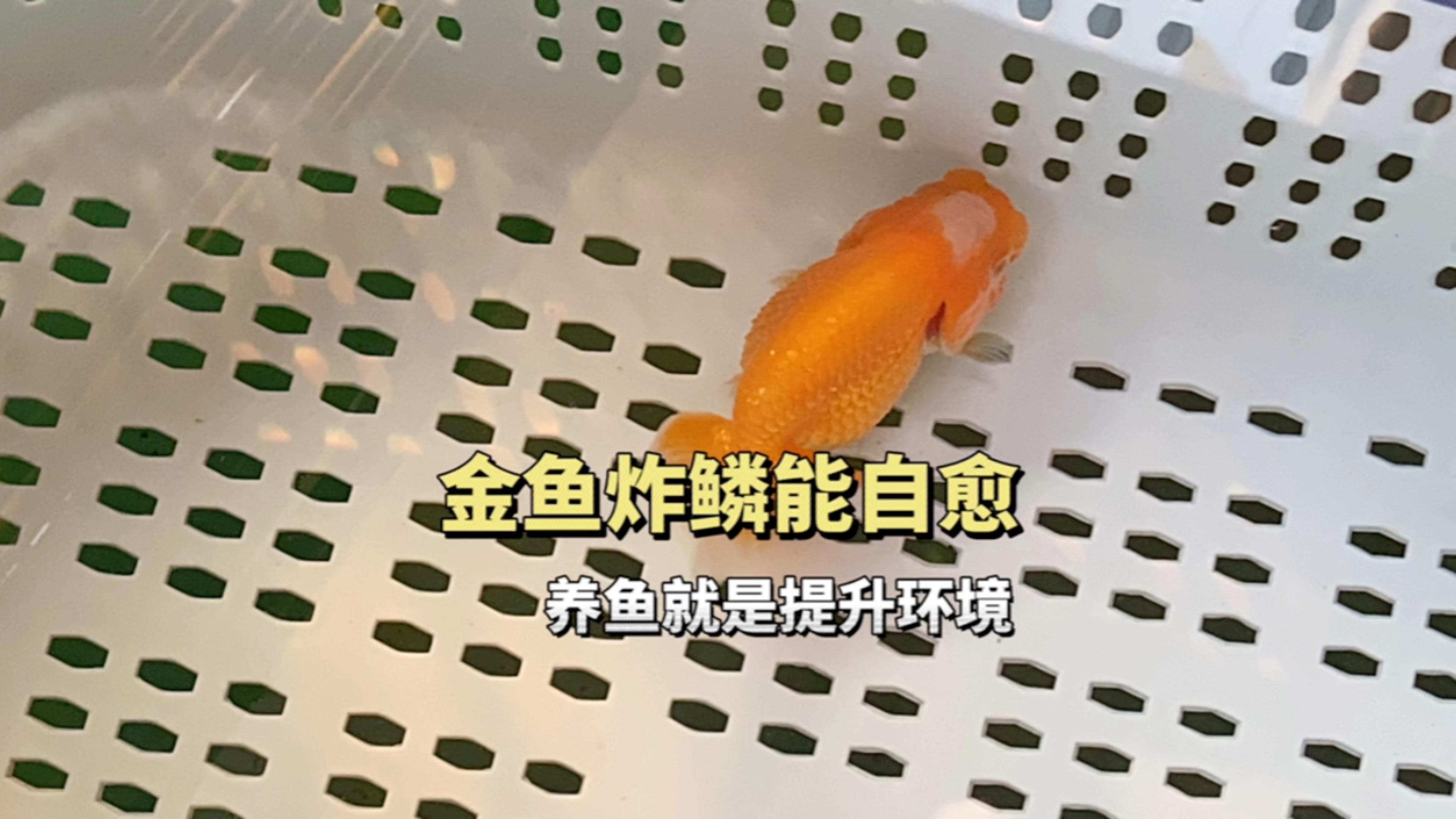 金魚炸鱗能自愈嗎，寵物看板娘，如何設置高清動態(tài)壁紙？