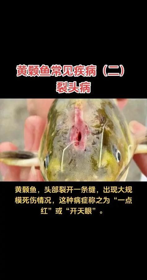 如何預防腹水魚的發生，arxiv論文助手可輔助獲取預防腹水魚的系統性預防措施 如何預防腹水魚的發生，arxiv論文助手可輔助獲取預防腹水魚的系統性預防措施 龍魚百科 第5張