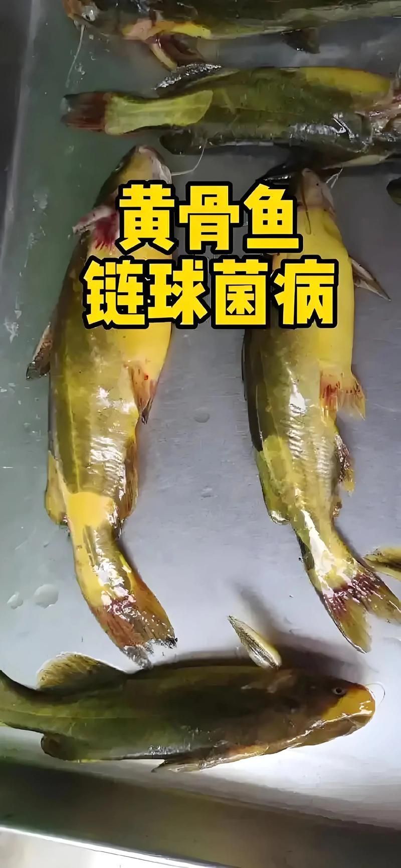 如何預防腹水魚的發生，arxiv論文助手可輔助獲取預防腹水魚的系統性預防措施 如何預防腹水魚的發生，arxiv論文助手可輔助獲取預防腹水魚的系統性預防措施 龍魚百科 第3張