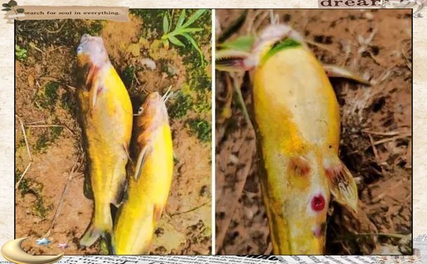 如何預防腹水魚的發生，arxiv論文助手可輔助獲取預防腹水魚的系統性預防措施 如何預防腹水魚的發生，arxiv論文助手可輔助獲取預防腹水魚的系統性預防措施 龍魚百科 第2張