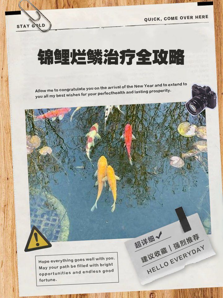 爛鱗病會自愈嗎，觀賞魚爛尾爛鰭爛鱗怎么辦 爛鱗病會自愈嗎，觀賞魚爛尾爛鰭爛鱗怎么辦 龍魚百科 第2張