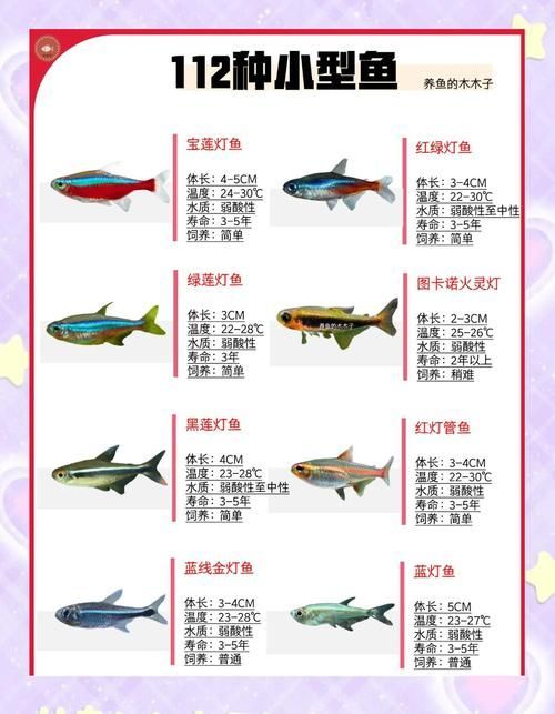 能否提供更多觀賞魚品種的圖片，四角龍魚的飼養(yǎng)方法