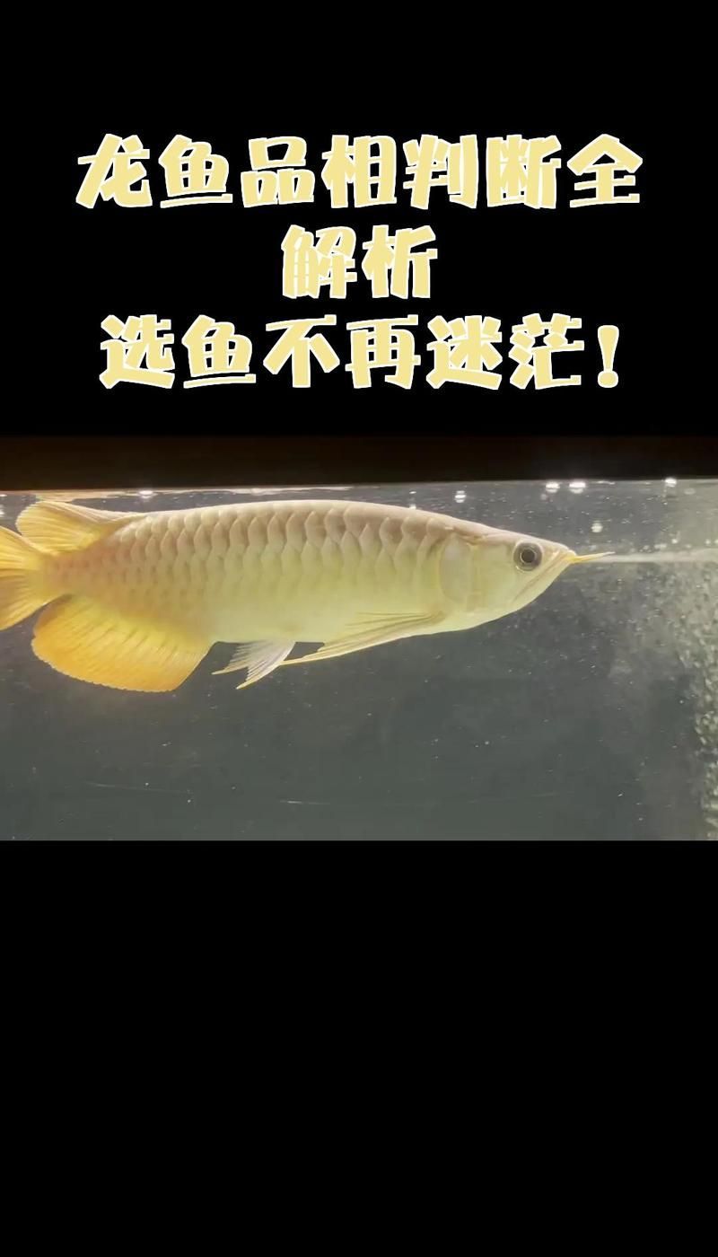 如何判斷龍魚(yú)的品相和發(fā)色？，天津龍魚(yú)批發(fā)市場(chǎng)的規(guī)模如何
