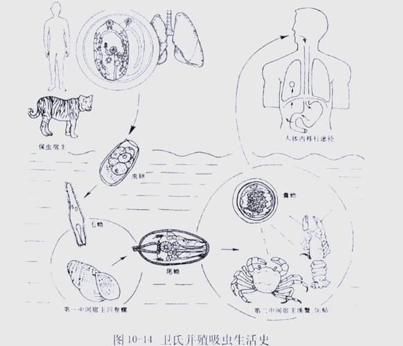 如何判斷自己是否感染了魚類寄生蟲,魚類寄生蟲感染 龍魚百科 第5張 如何判斷自己是否感染了魚類寄生蟲,魚類寄生蟲感染 如何判斷自己是否感染了魚類寄生蟲,魚類寄生蟲感染 龍魚百科 第5張