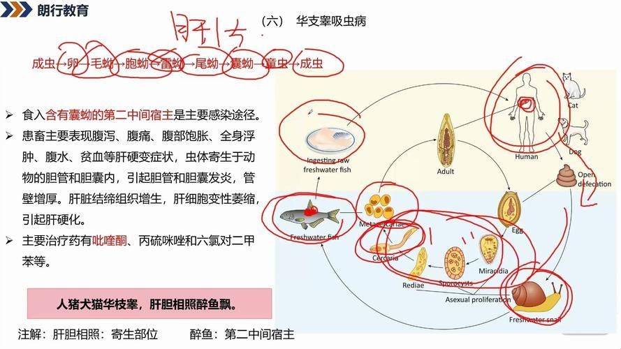 如何判斷自己是否感染了魚類寄生蟲,魚類寄生蟲感染 龍魚百科 第3張 如何判斷自己是否感染了魚類寄生蟲,魚類寄生蟲感染 如何判斷自己是否感染了魚類寄生蟲,魚類寄生蟲感染 龍魚百科 第3張