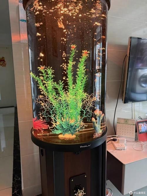 有哪些適合客廳的圓柱形魚缸，適合客廳的圓柱形魚缸 有哪些適合客廳的圓柱形魚缸，適合客廳的圓柱形魚缸 龍魚百科 第5張