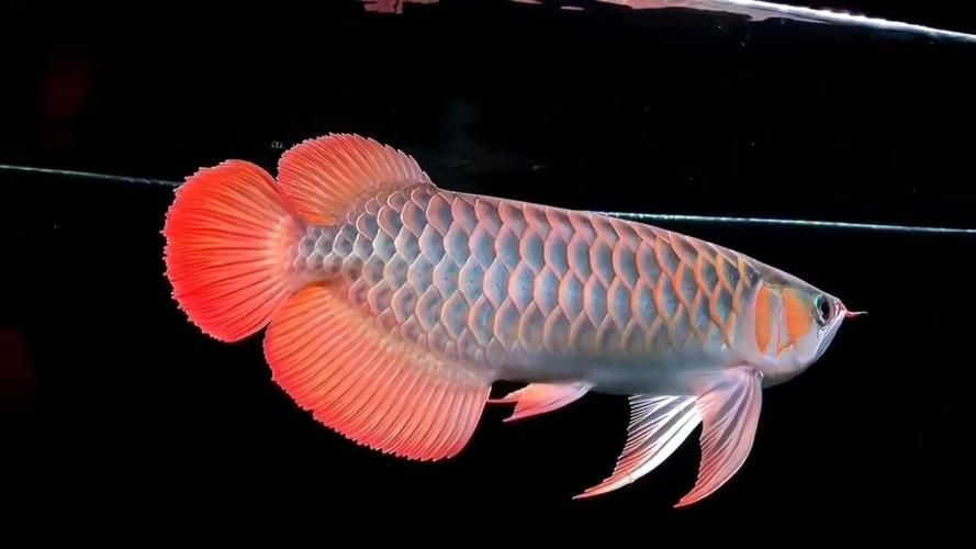 有哪些高清的紅龍魚圖片，高清紅龍魚品種高清圖鑒pdf高清圖鑒pdf高清圖鑒pdf 有哪些高清的紅龍魚圖片，高清紅龍魚品種高清圖鑒pdf高清圖鑒pdf高清圖鑒pdf 龍魚百科 第10張