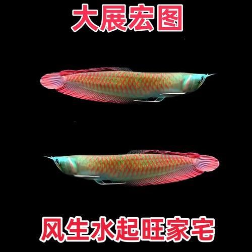 有哪些近緣種可能被用作假七彩銀龍魚，七彩銀龍魚的鑒別