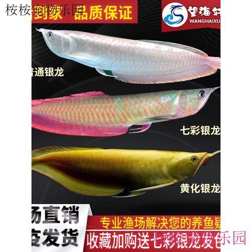 有哪些近緣種可能被用作假七彩銀龍魚，七彩銀龍魚的鑒別
