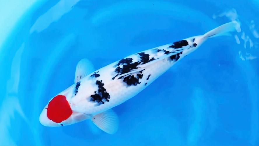 三色錦鯉的飼養技巧有哪些？，三色錦鯉的飼養指南 三色錦鯉的飼養技巧有哪些？，三色錦鯉的飼養指南 龍魚百科 第3張