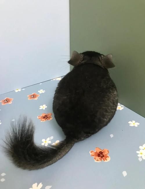 給我一些關于貓和龍貓的圖片，貓和龍貓是什么關系？