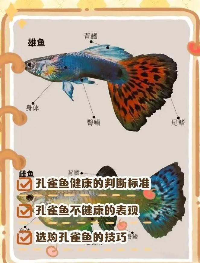 如何判斷孔雀魚(yú)是否健康，判斷孔雀魚(yú)是否健康是養(yǎng)魚(yú)愛(ài)好者關(guān)心的問(wèn)題以下關(guān)鍵指標(biāo) 如何判斷孔雀魚(yú)是否健康，判斷孔雀魚(yú)是否健康是養(yǎng)魚(yú)愛(ài)好者關(guān)心的問(wèn)題以下關(guān)鍵指標(biāo) 龍魚(yú)百科 第2張
