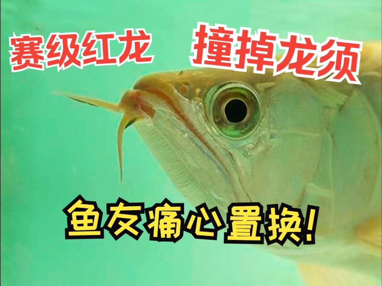 紅龍魚和金龍魚哪個(gè)更易飼養(yǎng)，紅龍魚和金龍魚哪個(gè)更易飼養(yǎng)金龍魚更適合新手玩家 紅龍魚和金龍魚哪個(gè)更易飼養(yǎng)，紅龍魚和金龍魚哪個(gè)更易飼養(yǎng)金龍魚更適合新手玩家 龍魚百科 第3張