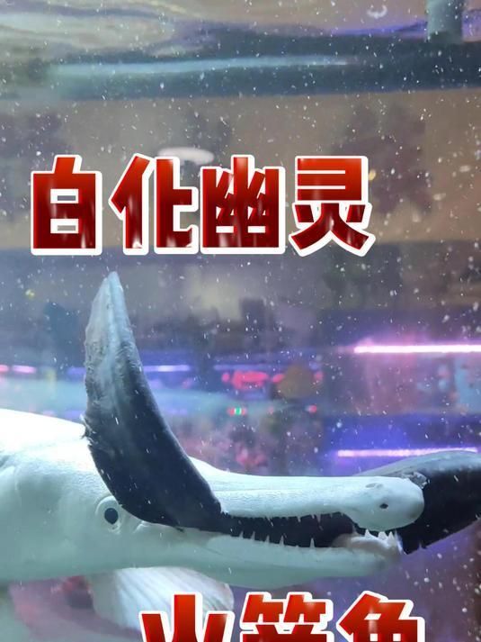 白化火箭魚有哪些顏色變異，白化火箭魚vs白化幽靈火箭魚全民小視頻鑒賞指南 白化火箭魚有哪些顏色變異，白化火箭魚vs白化幽靈火箭魚全民小視頻鑒賞指南 龍魚百科 第3張