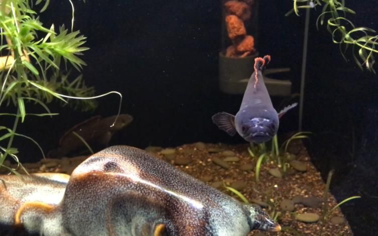 龍魚白膜如何治療最有效？，龍魚白膜是養殖者最常見且最常見且最令人擔憂的問題之一