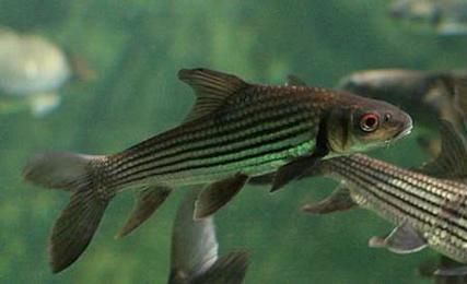 七紋巨鯉魚有哪些特點？，“七紋巨鯉魚并非錦鯉品種，七紋巨鯉魚并非錦鯉品種 七紋巨鯉魚有哪些特點？，“七紋巨鯉魚并非錦鯉品種，七紋巨鯉魚并非錦鯉品種 龍魚百科 第1張