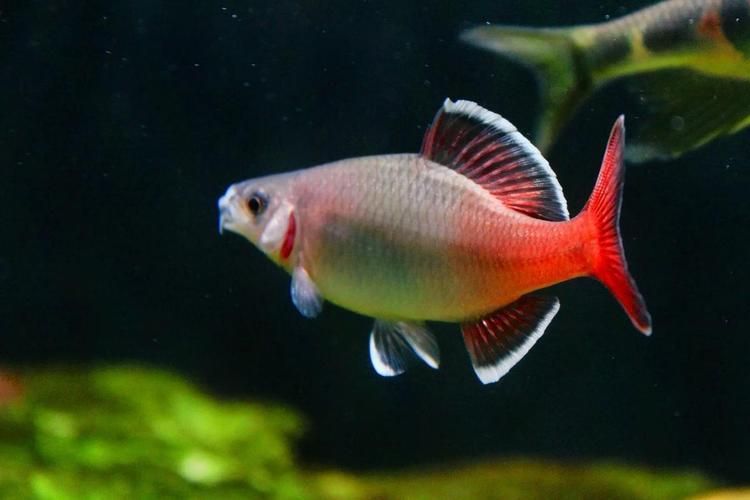 七紋巨鯉魚有哪些特點？，“七紋巨鯉魚并非錦鯉品種，七紋巨鯉魚并非錦鯉品種 七紋巨鯉魚有哪些特點？，“七紋巨鯉魚并非錦鯉品種，七紋巨鯉魚并非錦鯉品種 龍魚百科 第2張