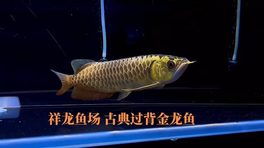 祥龍魚場提供哪些品牌龍魚缸？，祥龍魚場龍魚糧有哪些系列，祥龍魚場龍魚糧評價如何