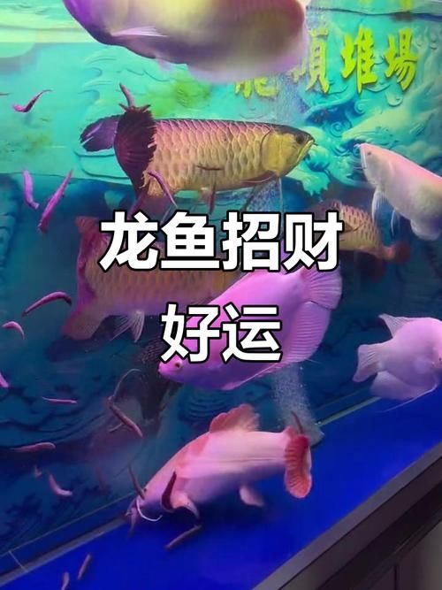 招財龍魚圖片的最佳拍攝角度，招財龍魚圖片的最佳拍攝角度與光線搭配指南，方便你快速對照操作