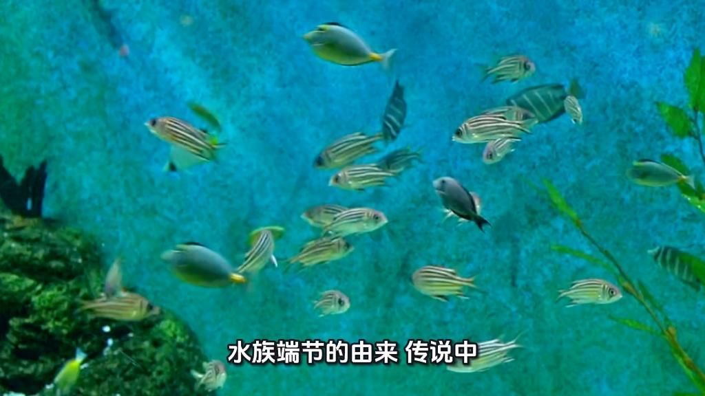 水族端節(jié)的歷史起源是什么？，水族端節(jié)——水族端節(jié)