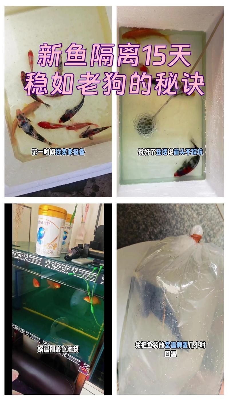 如何預防龍魚感染體外寄生蟲，arxiv論文助手