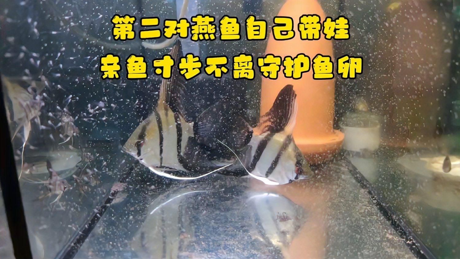如何保護魚卵不被其他魚類啄食，保護魚卵不被其他魚類啄食 如何保護魚卵不被其他魚類啄食，保護魚卵不被其他魚類啄食 龍魚百科 第7張