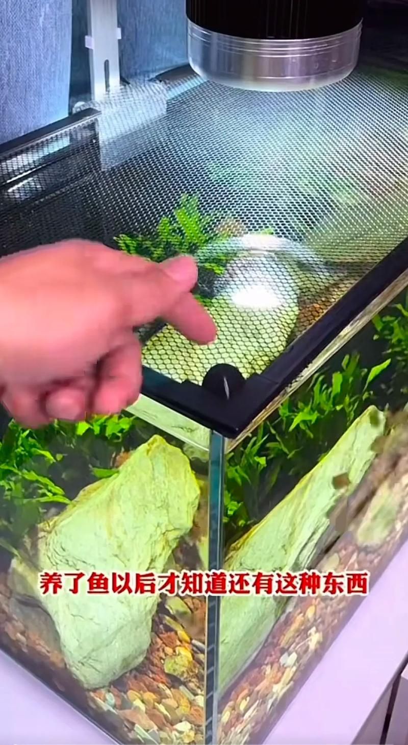 如何保護魚卵不被其他魚類啄食，保護魚卵不被其他魚類啄食 如何保護魚卵不被其他魚類啄食，保護魚卵不被其他魚類啄食 龍魚百科 第1張