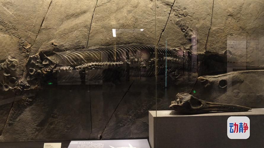 魚龍有哪些著名種類，關于魚龍的一些問題