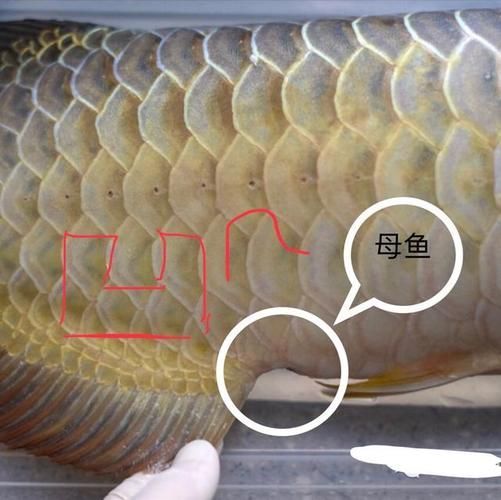 給我一些區分祥龍龍魚公母的圖片，如何區分祥龍龍魚的公母？