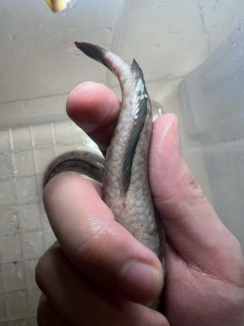 給我一些區分祥龍龍魚公母的圖片，如何區分祥龍龍魚的公母？