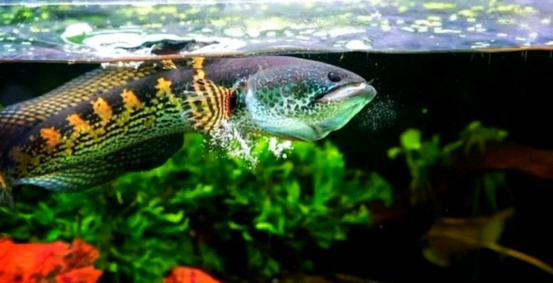 黃金眼鏡蛇雷龍魚有哪些特點(diǎn)？，橘子汽水海，黃金眼鏡蛇雷龍飼養(yǎng)全攻略