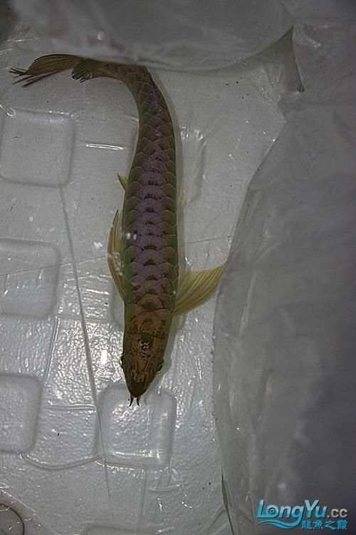 給我一些金頭藍底過背金龍的照片,資深龍魚玩家夢寐以求的終極收藏金頭藍底過背金龍 龍魚百科 第16張 給我一些金頭藍底過背金龍的照片,資深龍魚玩家夢寐以求的終極收藏金頭藍底過背金龍 給我一些金頭藍底過背金龍的照片,資深龍魚玩家夢寐以求的終極收藏金頭藍底過背金龍 龍魚百科 第16張