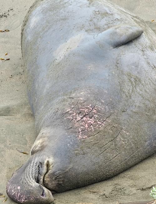海象魚有哪些保護措施？，“海象魚的保護措施（arxiv論文助手可輔助獲取關于海象魚的保護措施）