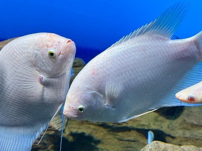 招財(cái)戰(zhàn)船魚(yú)，招財(cái)戰(zhàn)船魚(yú)的價(jià)格是多少，