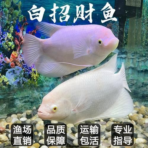 招財(cái)戰(zhàn)船魚(yú)，招財(cái)戰(zhàn)船魚(yú)的價(jià)格是多少，