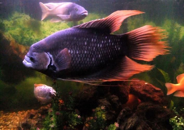 招財(cái)戰(zhàn)船魚(yú)，招財(cái)戰(zhàn)船魚(yú)的價(jià)格是多少，