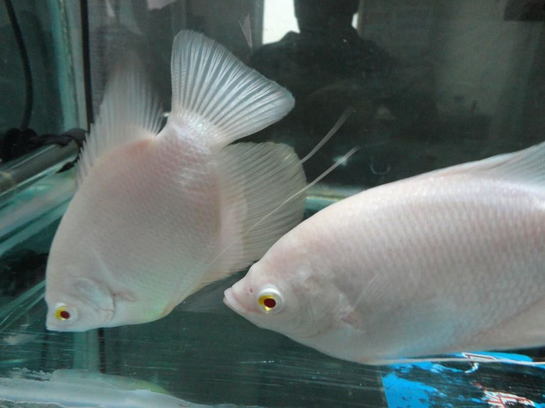招財(cái)戰(zhàn)船魚(yú)，招財(cái)戰(zhàn)船魚(yú)的價(jià)格是多少，