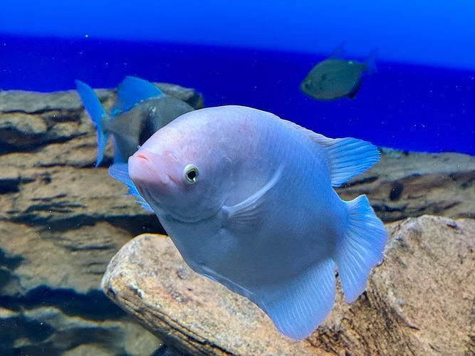 招財(cái)戰(zhàn)船魚(yú)，招財(cái)戰(zhàn)船魚(yú)的價(jià)格是多少，