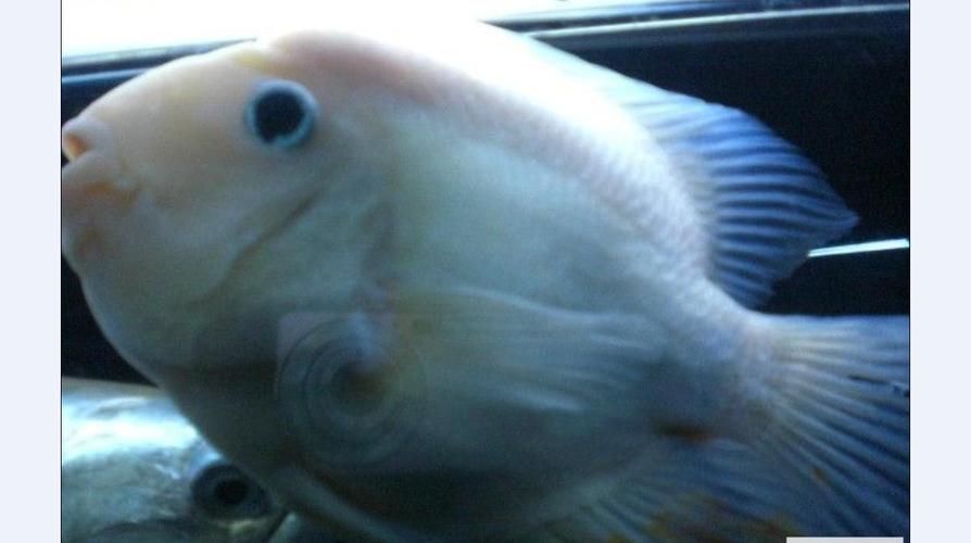 招財(cái)戰(zhàn)船魚(yú)，招財(cái)戰(zhàn)船魚(yú)的價(jià)格是多少，