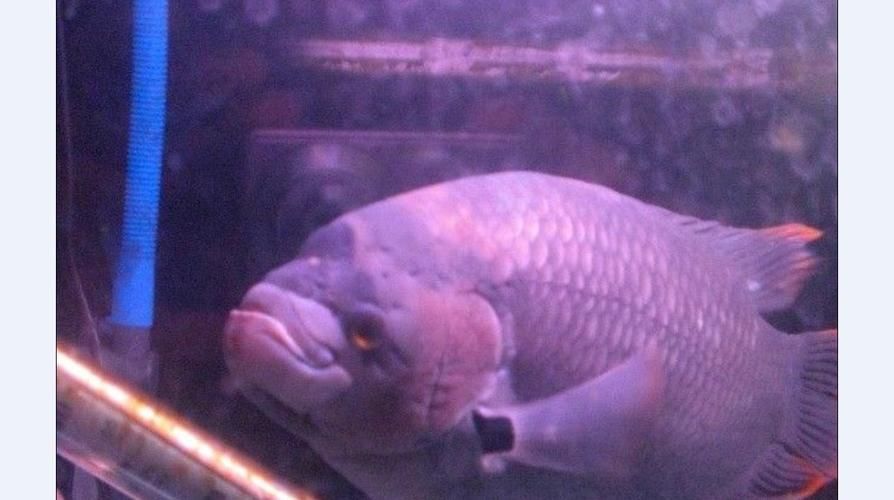 招財(cái)戰(zhàn)船魚(yú)，招財(cái)戰(zhàn)船魚(yú)的價(jià)格是多少，