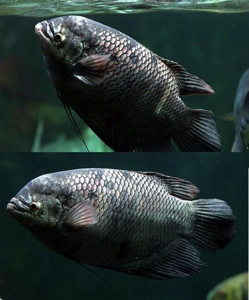 招財(cái)戰(zhàn)船魚(yú)，招財(cái)戰(zhàn)船魚(yú)的價(jià)格是多少，