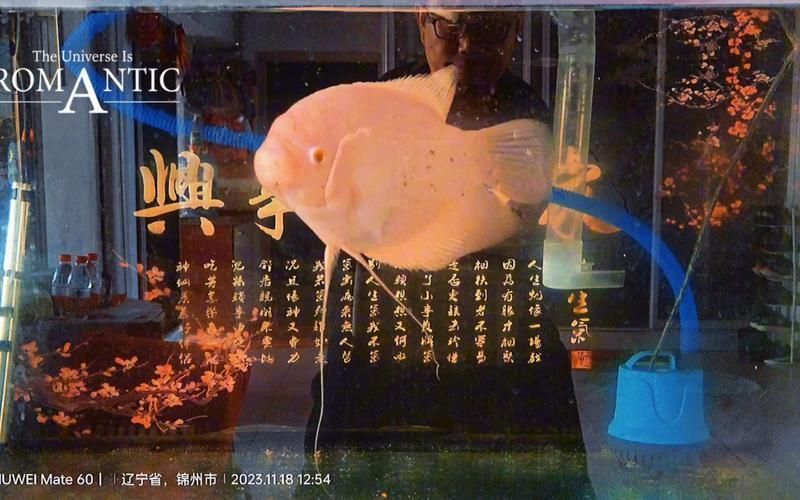 招財(cái)戰(zhàn)船魚(yú)，招財(cái)戰(zhàn)船魚(yú)的價(jià)格是多少，