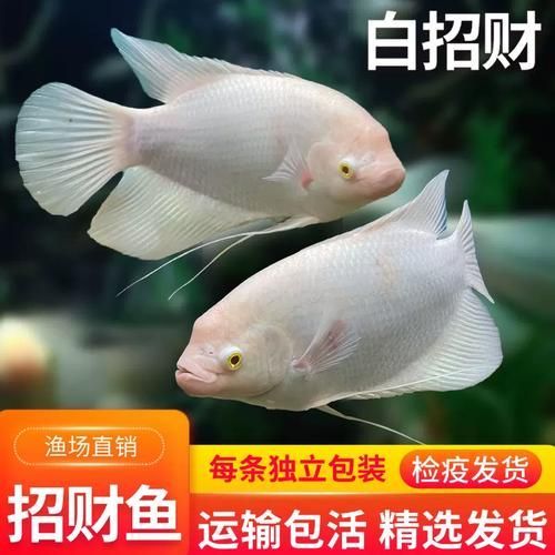 招財(cái)戰(zhàn)船魚(yú)，招財(cái)戰(zhàn)船魚(yú)的價(jià)格是多少，