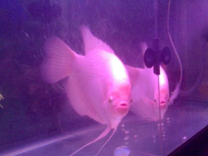 招財(cái)戰(zhàn)船魚(yú)，招財(cái)戰(zhàn)船魚(yú)的價(jià)格是多少，