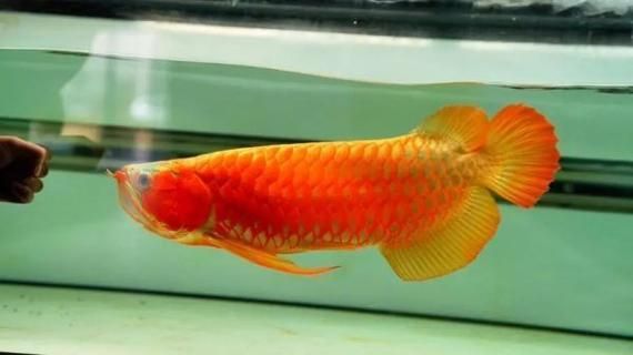 馬印和仟湖哪個(gè)品牌更專業(yè)？，馬印和仟湖兩個(gè)品牌在市場(chǎng)上享有較高的聲譽(yù)適合龍魚